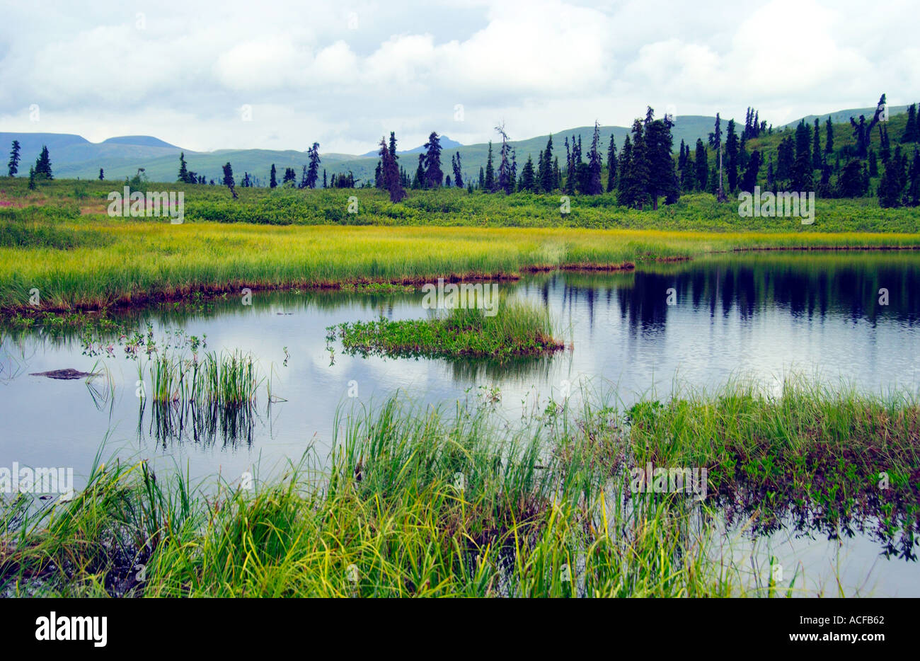 Eines der zahlreichen Sümpfen auf dem Glenn Highway in Alaska, USA. Stockfoto