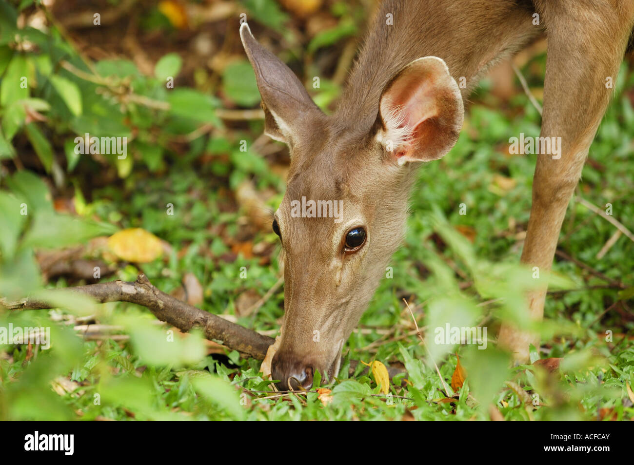 Weibliche Sambar Deer Surfen im Nationalpark Khao Yai, Thailand Stockfoto