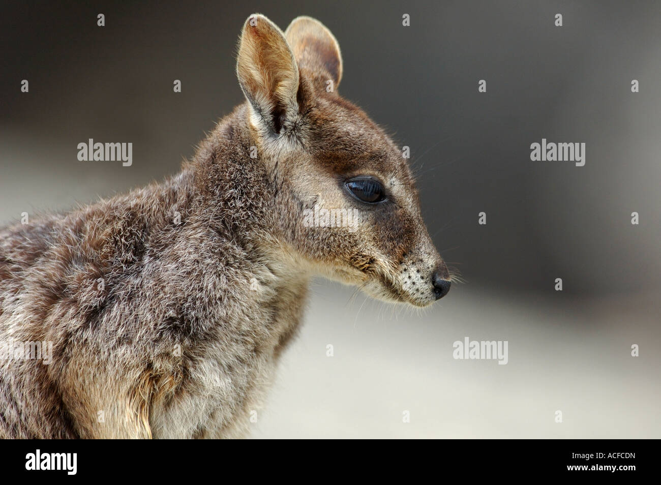 Mareeba Rock Wallaby (Petrogale Mareeba), Australien Stockfoto