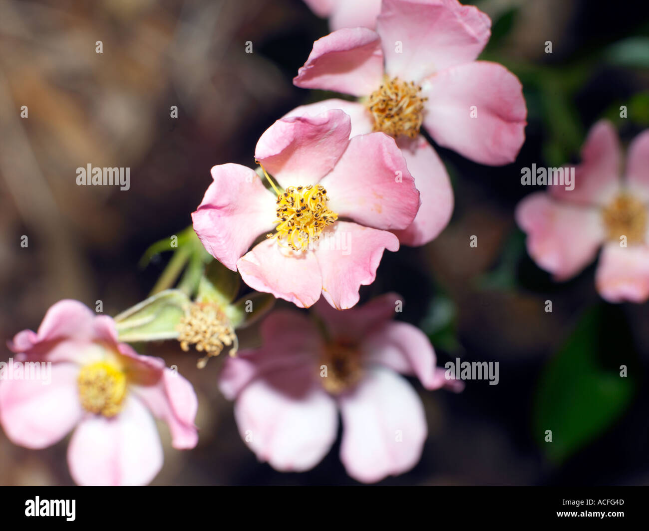 Fünf blättrige rosa Rose Stockfoto
