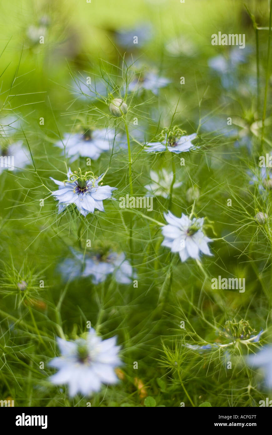 Liebe im Nebel Stockfoto