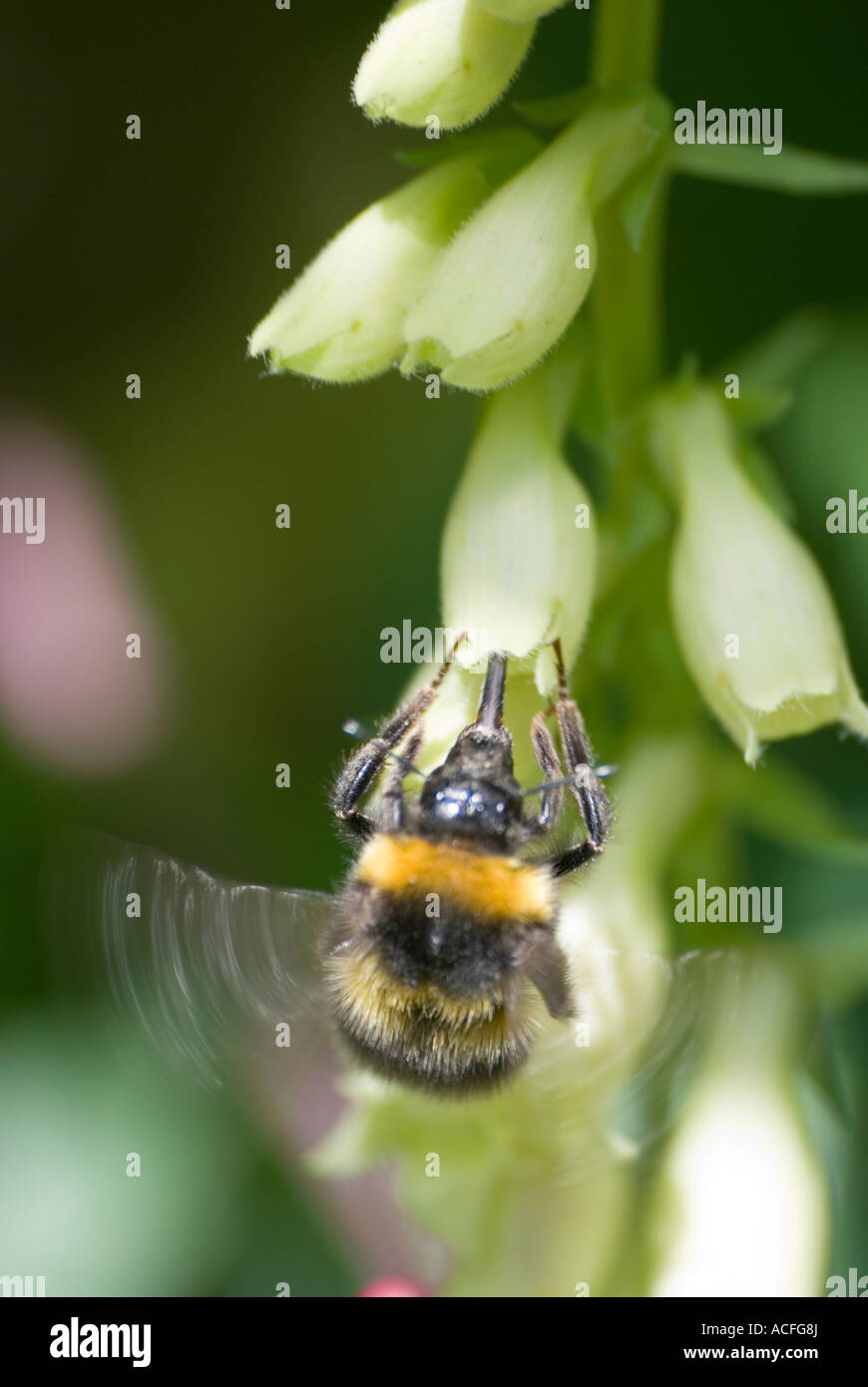 Biene auf Stroh Fingerhut Stockfoto
