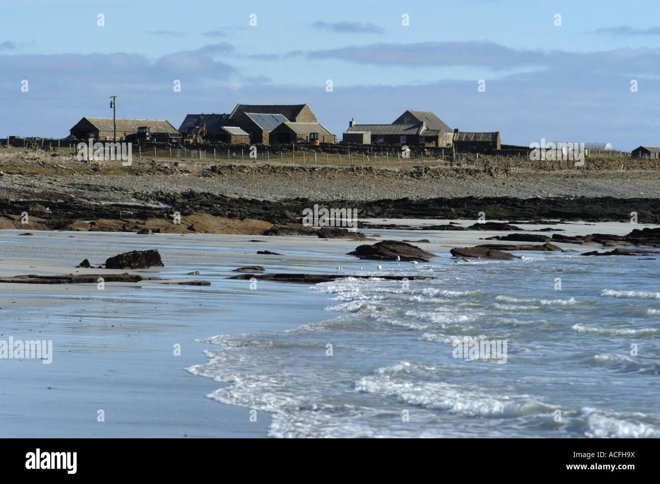 Kelp Algen an der Küste auf North Ronaldsay im schottischen Orkney-Inseln Stockfoto