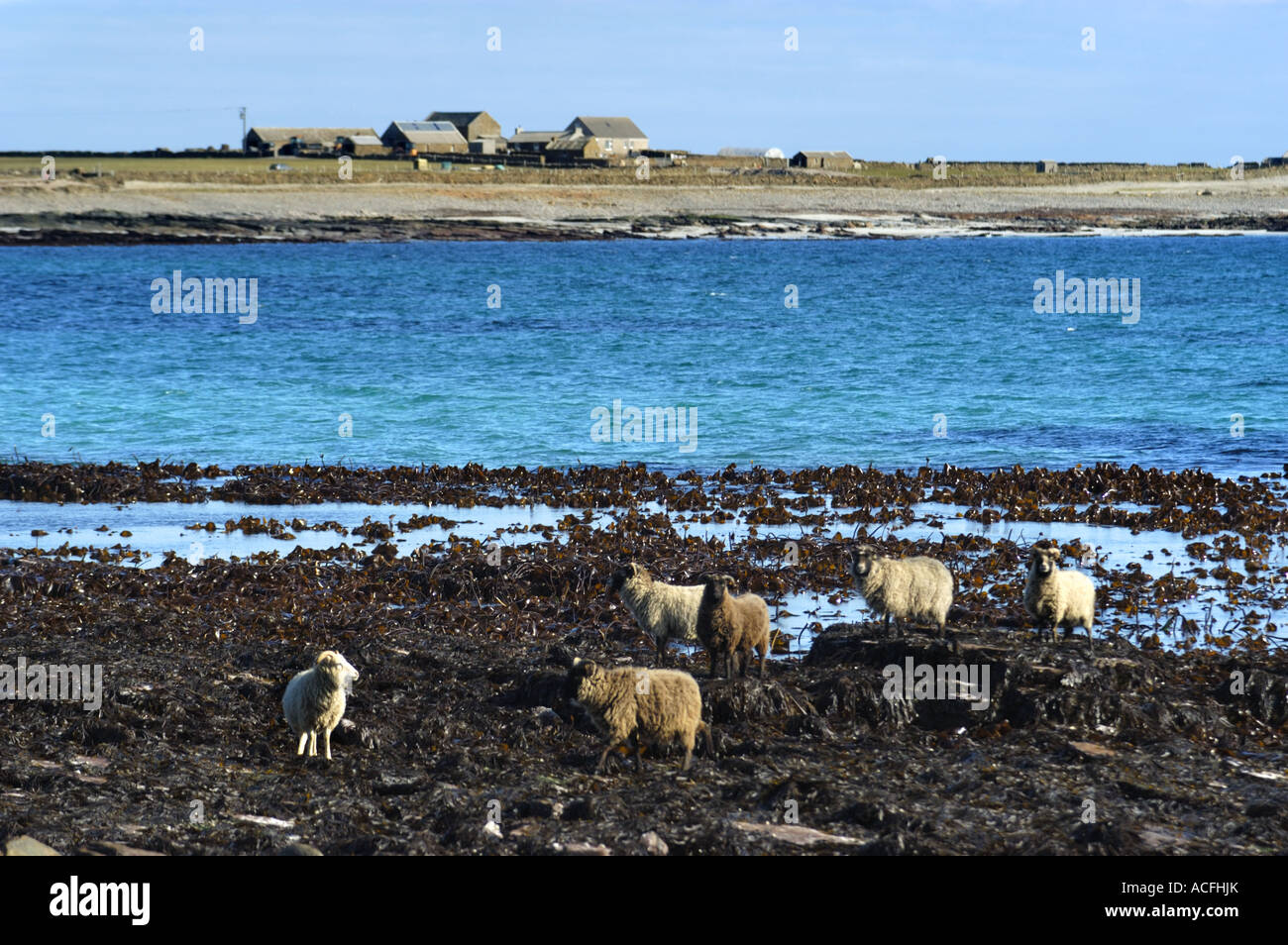Schaf Essen Seetang Algen in Nouster Bay auf North Ronaldsay Insel Orkney, Schottland Stockfoto
