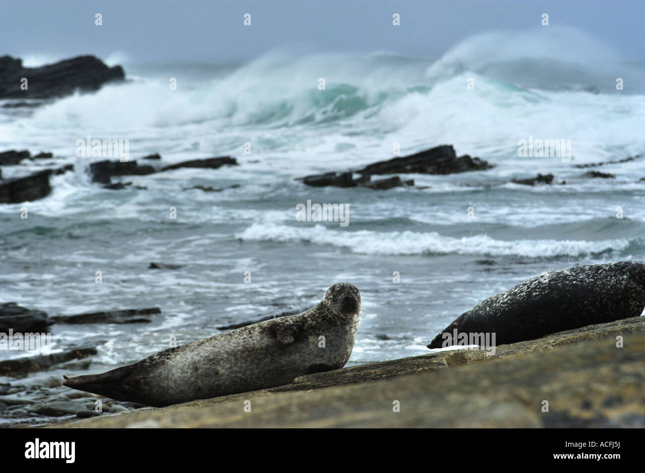 Kegelrobben, sonnen sich auf Felsen auf North Ronaldsay Insel im schottischen Orkney-Inseln Stockfoto