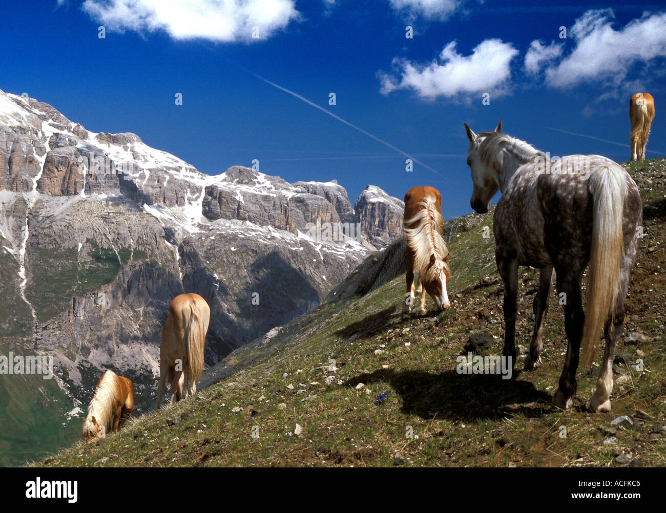 Italienischen Dolomiten Bergwelt mit wilden Pferde grasen im Querformat Stockfoto