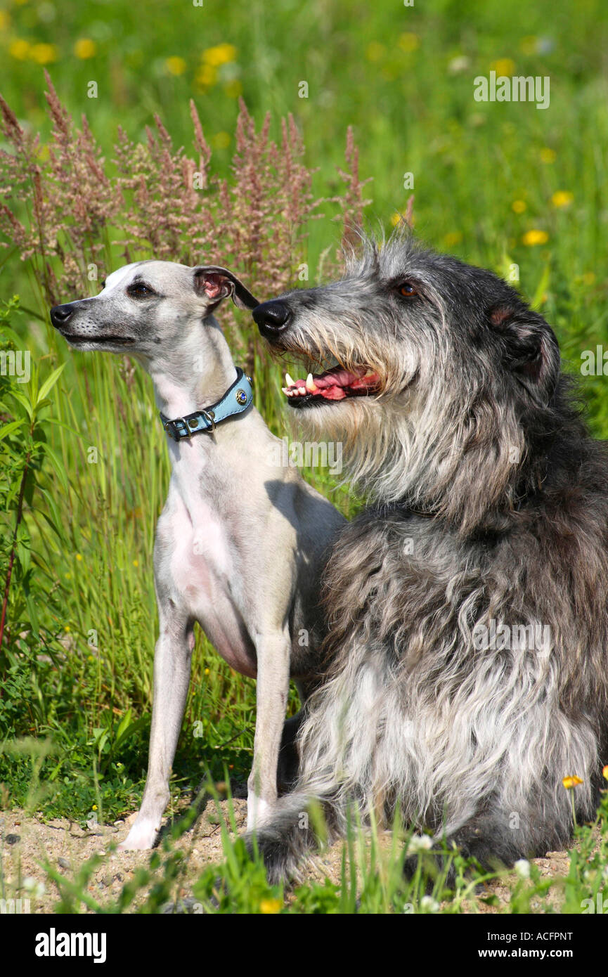 Scottish Deerhound und Whippet Stockfoto