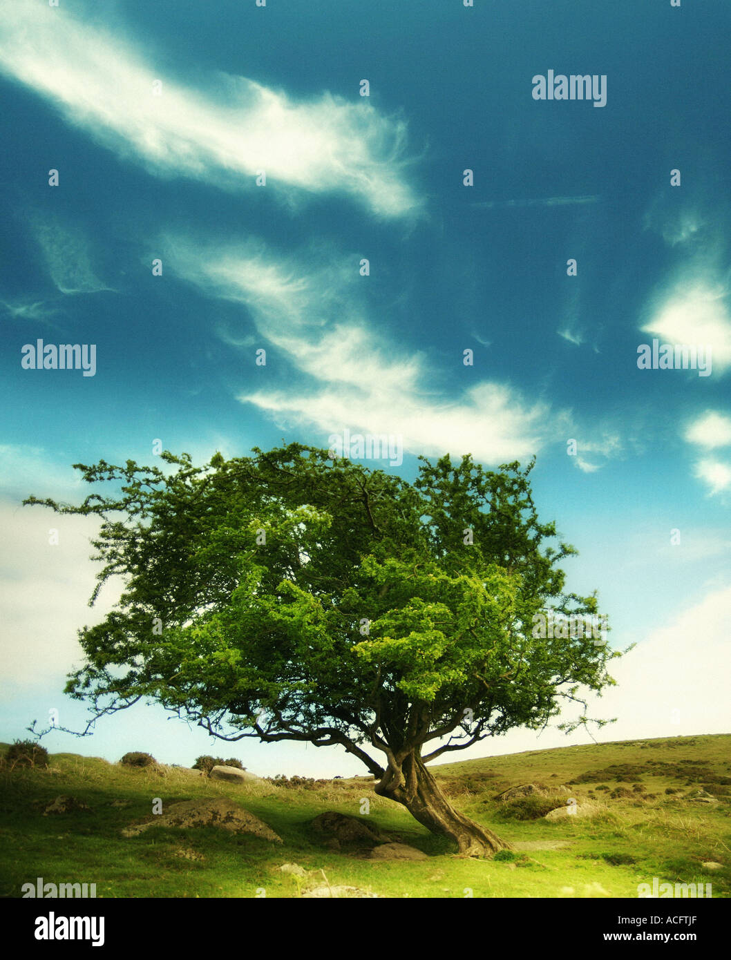 Foto von einem Wind fegte Baum im Moor Stockfoto