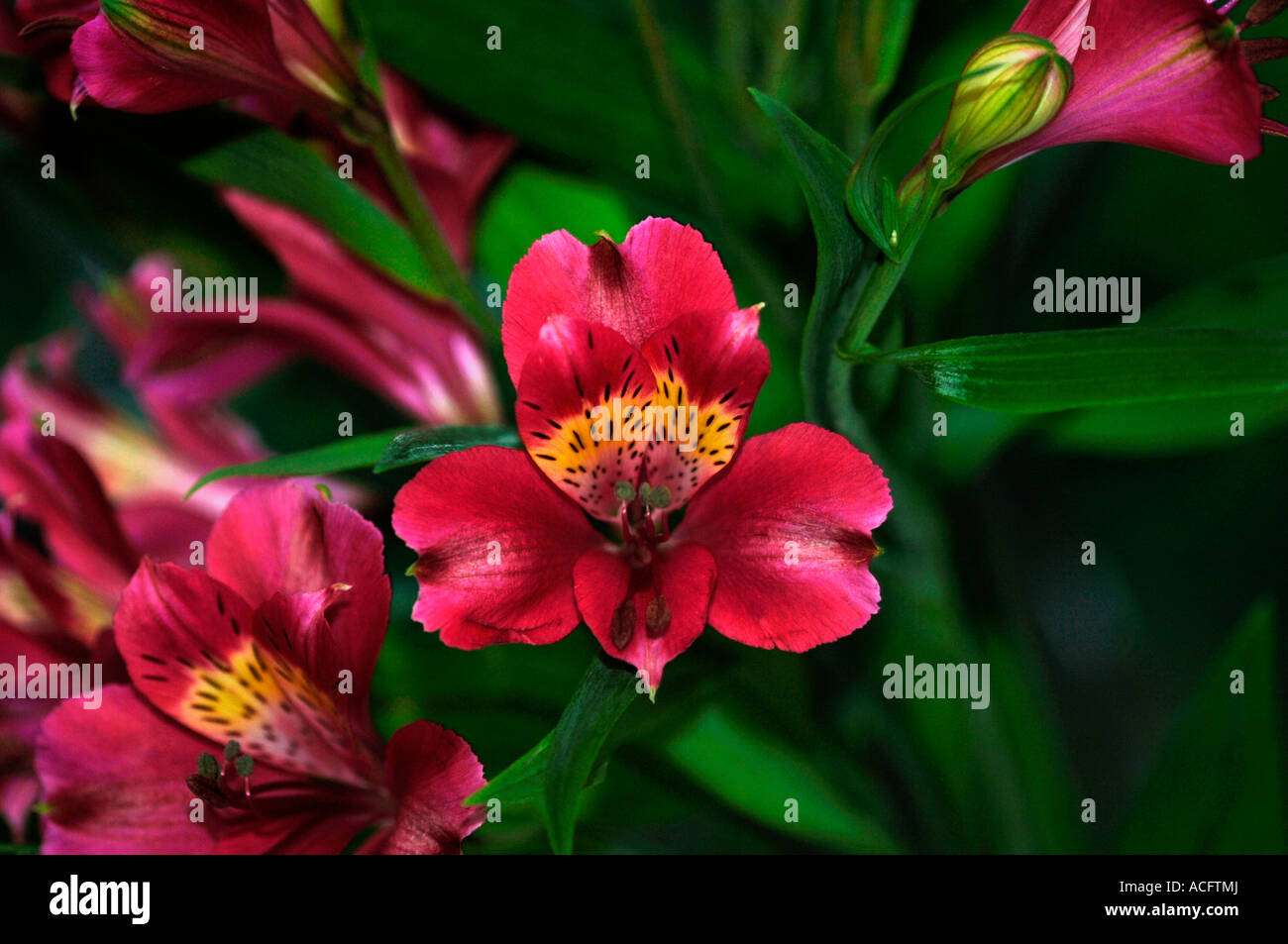Alstroemeria mehrjährige Blumen. Stockfoto