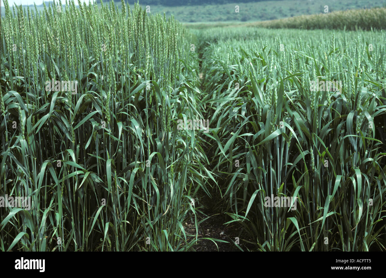 Weizen Grundstücke in Zucht trial große und kurze Sorten Getreide Stockfoto