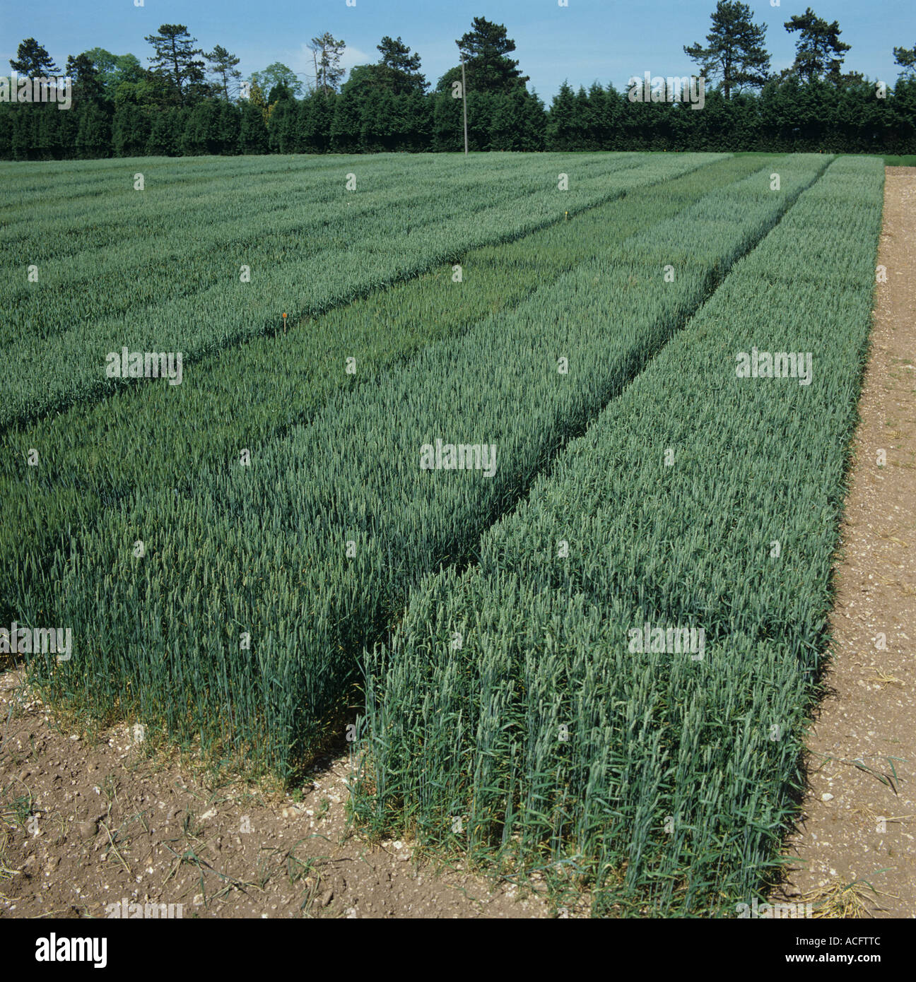 Weizen-Feldversuch-plots, um verschiedene Pflanzensorten vergleichen Stockfoto