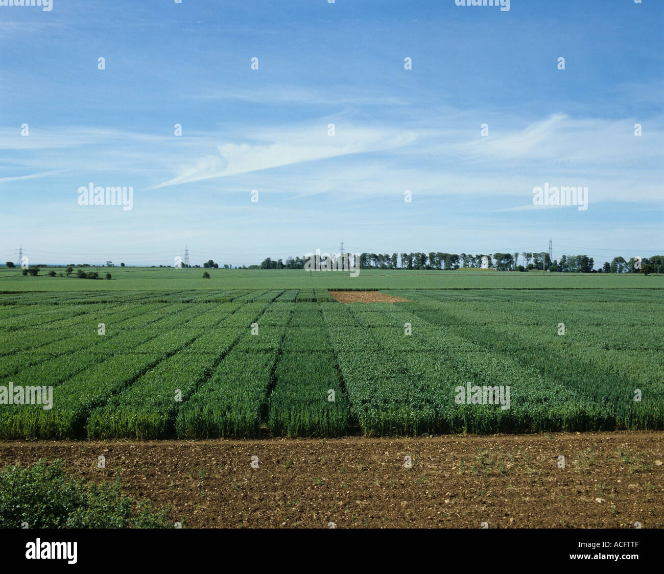 Weizen-Feldversuch-plots, um verschiedene Pflanzensorten vergleichen Stockfoto
