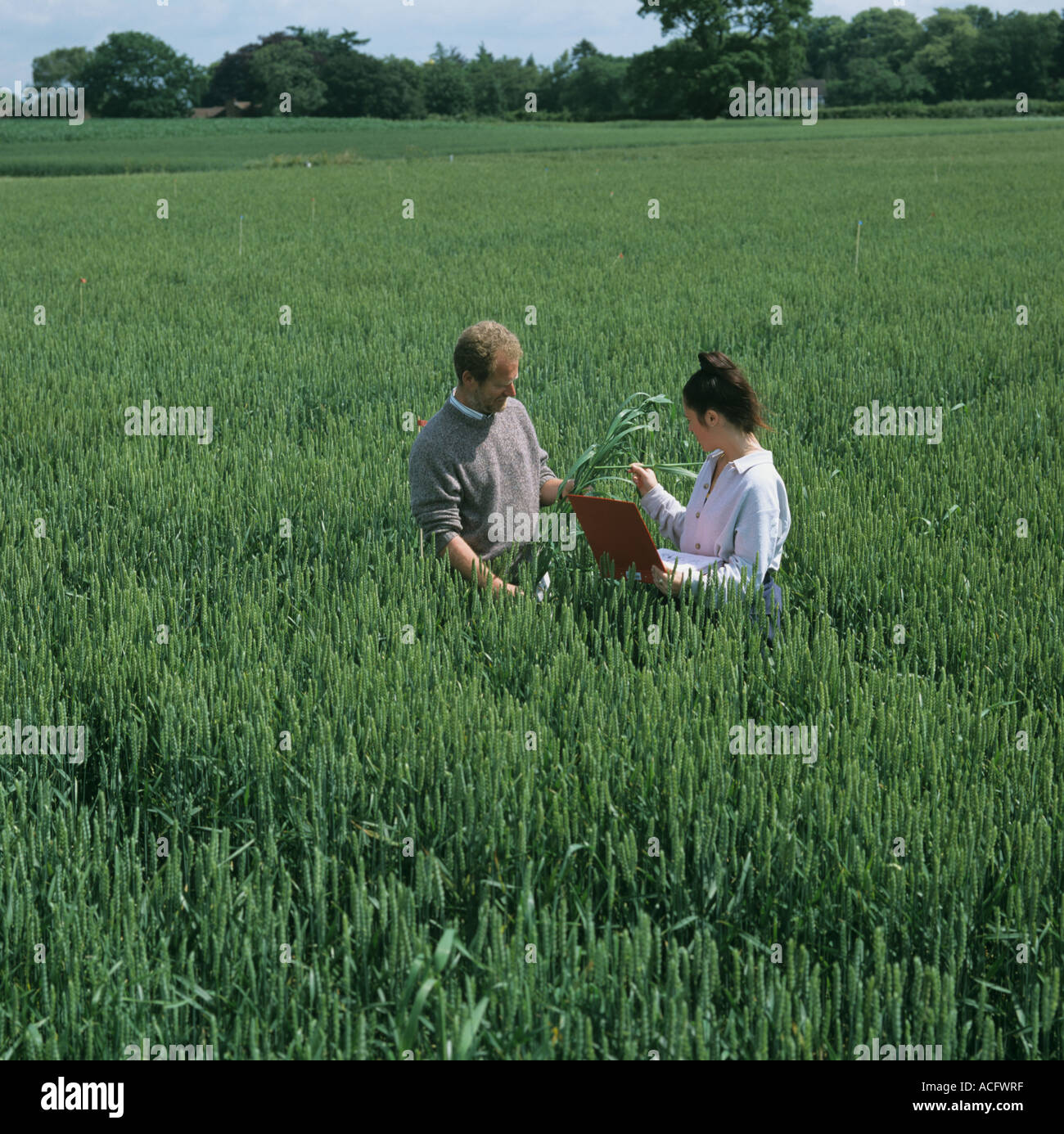 Fachreferentin und wissenschaftlicher Mitarbeiter der Beurteilung Weizen Ernte Rothamsted Research Station Stockfoto