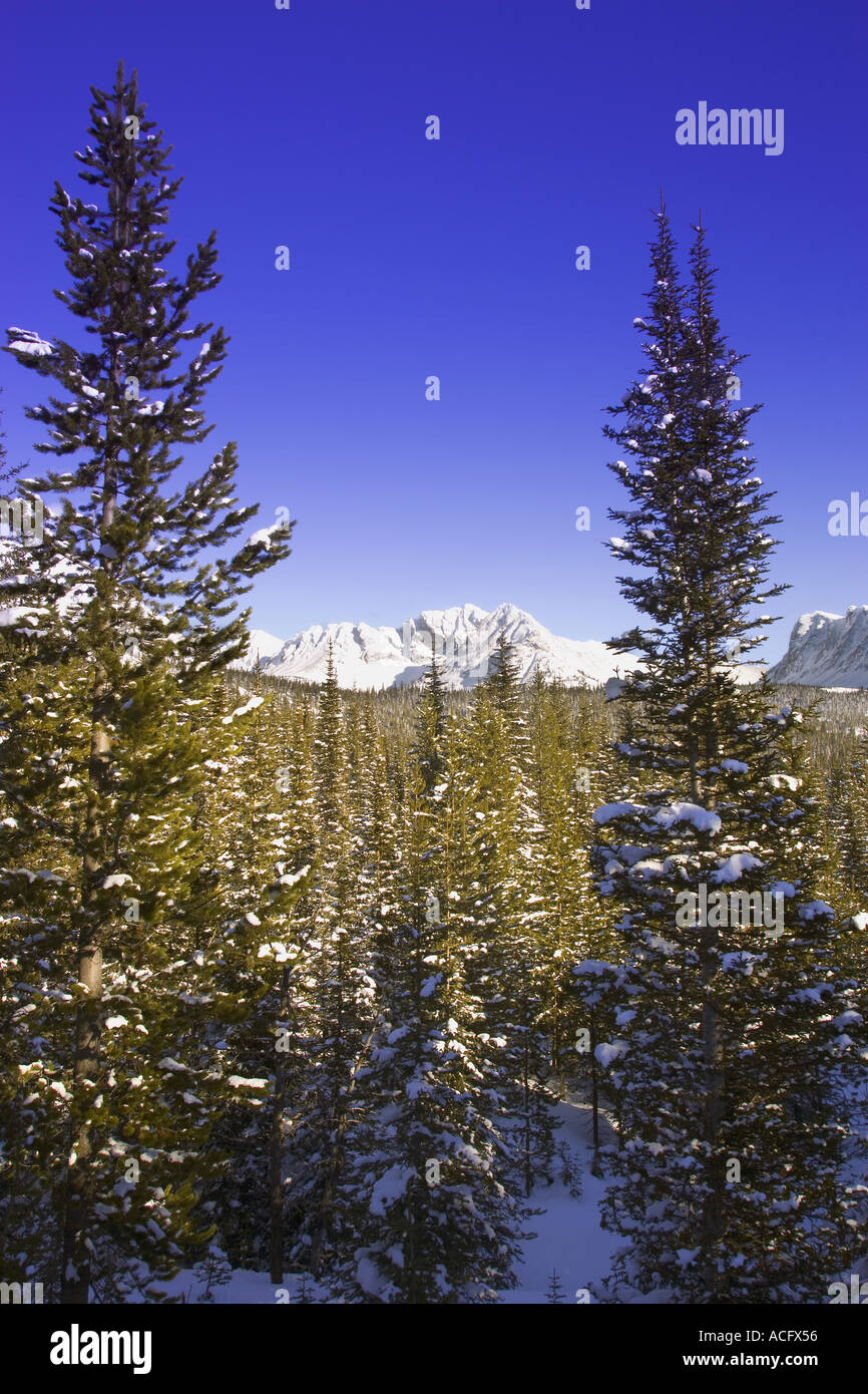 Winterliche bergige Wald Stockfoto