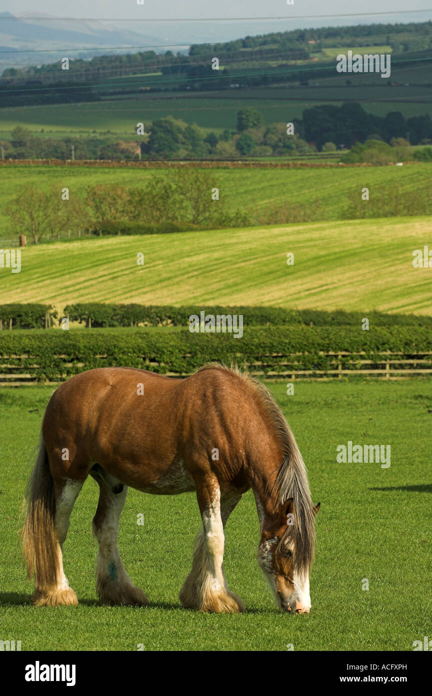 schweren Pferd grasen auf Feld Stockfoto