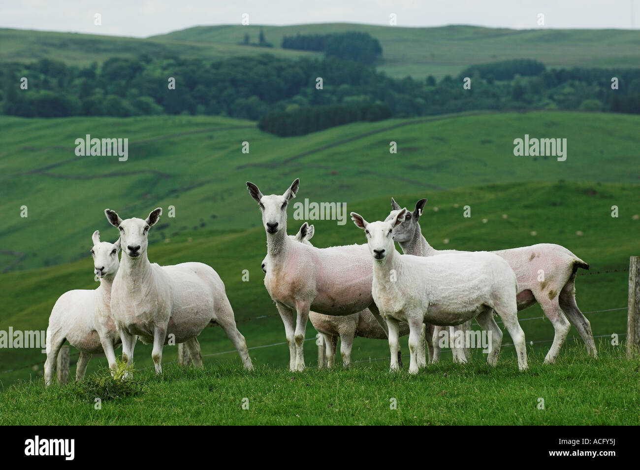 Neu zugeschnittenen Cheviot Maultier Ewe Hawick Scottish Borders Stockfoto