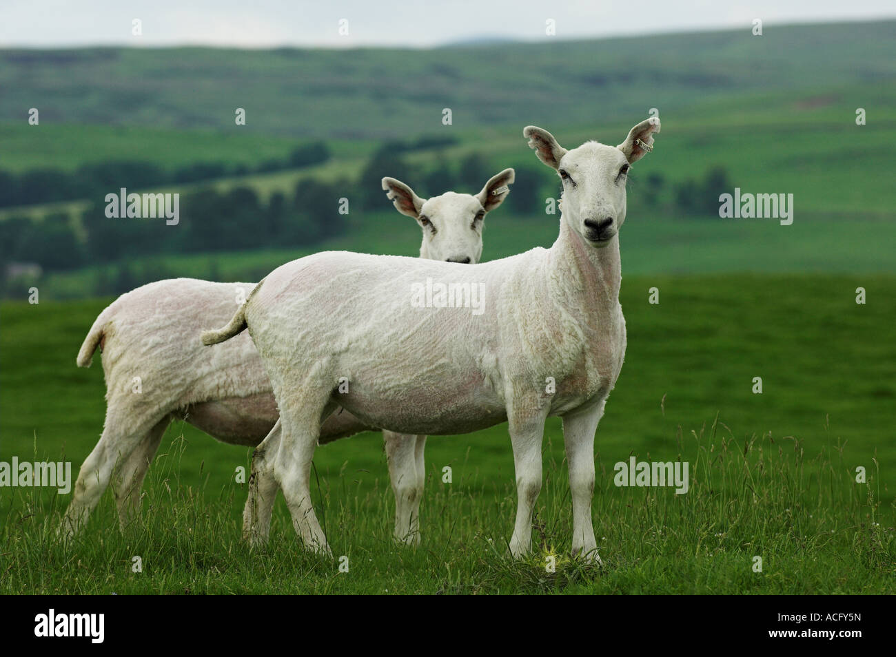 Neu zugeschnittenen Cheviot Maultier Ewe Hawick Scottish Borders Stockfoto