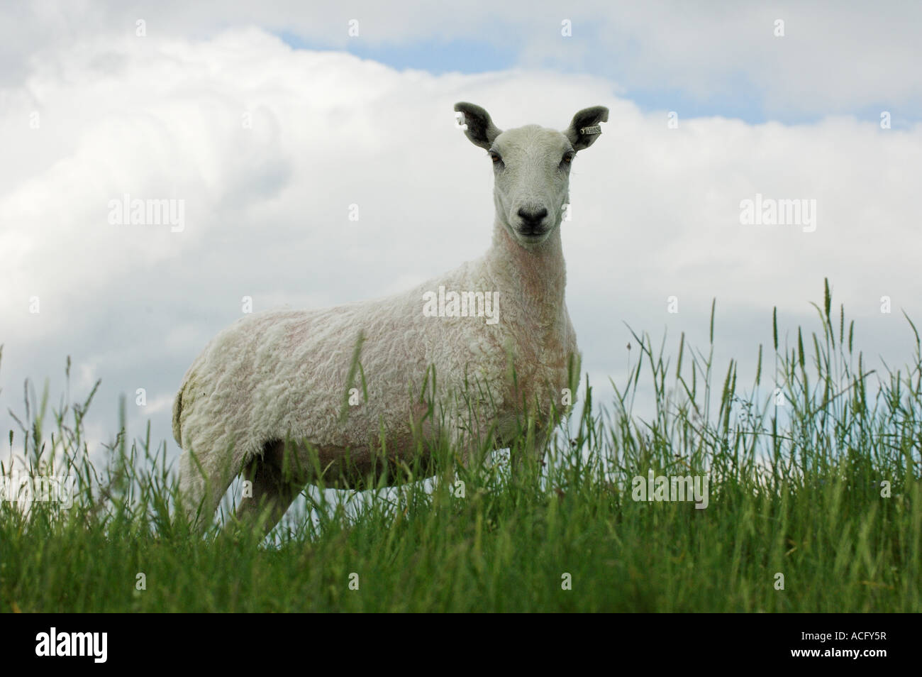 Neu zugeschnittenen Cheviot Maultier Ewe Hawick Scottish Borders Stockfoto