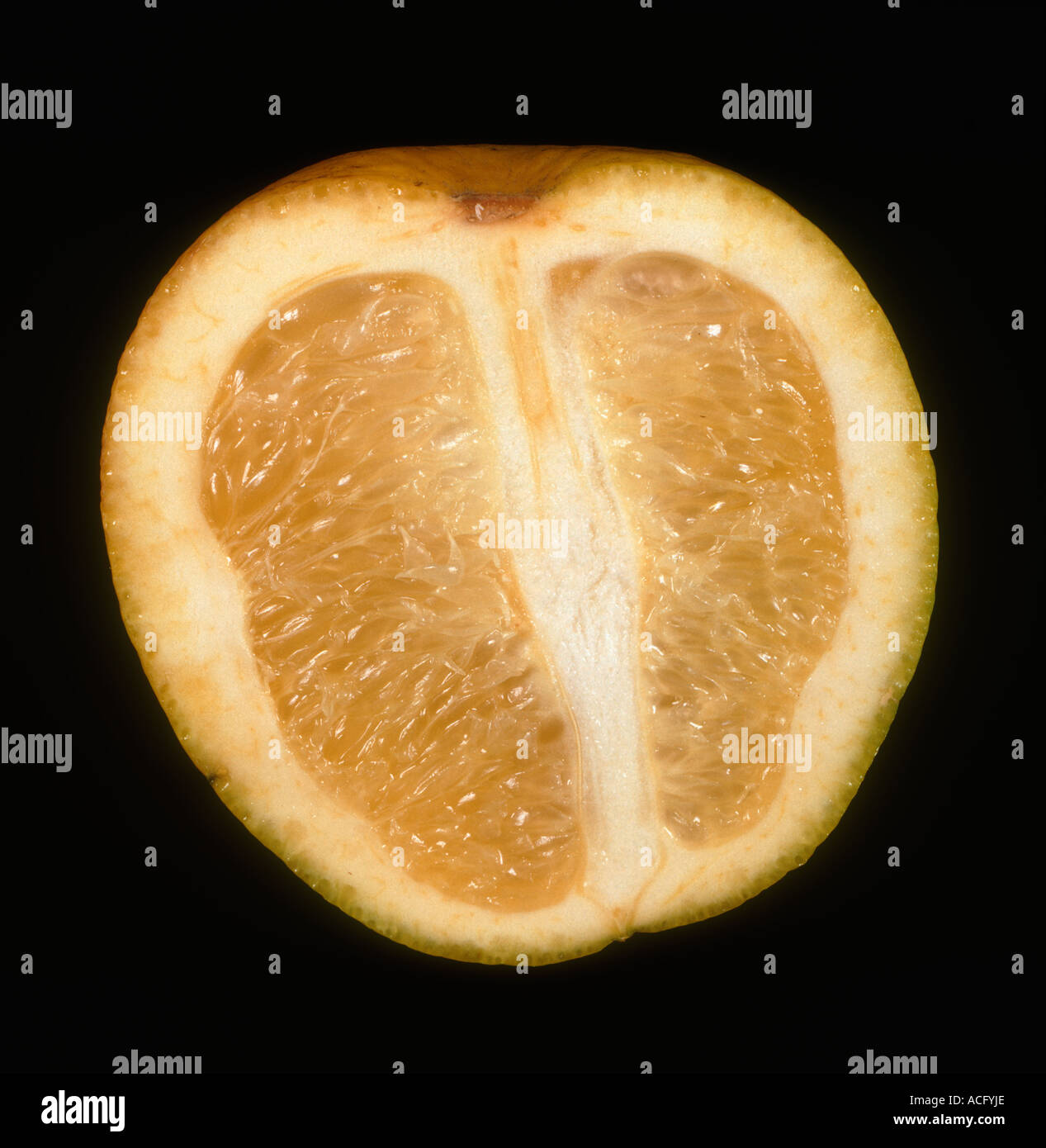 Die Zitrusbegrünung (Candidatus Liberibacter spp.) verursacht eine ungleichmäßige Entwicklung einer Orangenfrucht Stockfoto