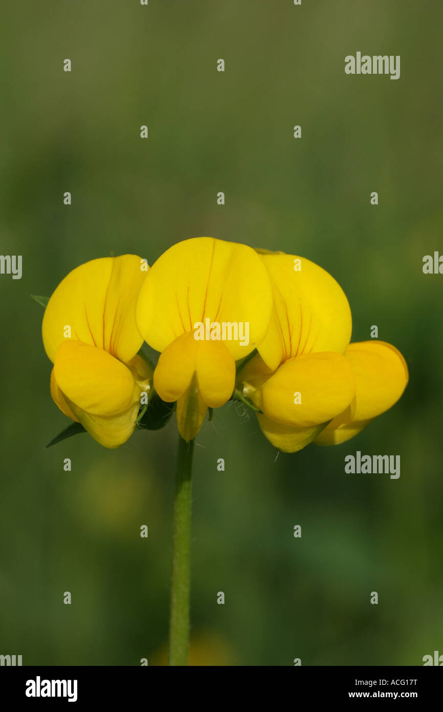 Gemeinsame Vogel's – Foot Trefoil (Lotus Corniculatus) Blume Stockfoto