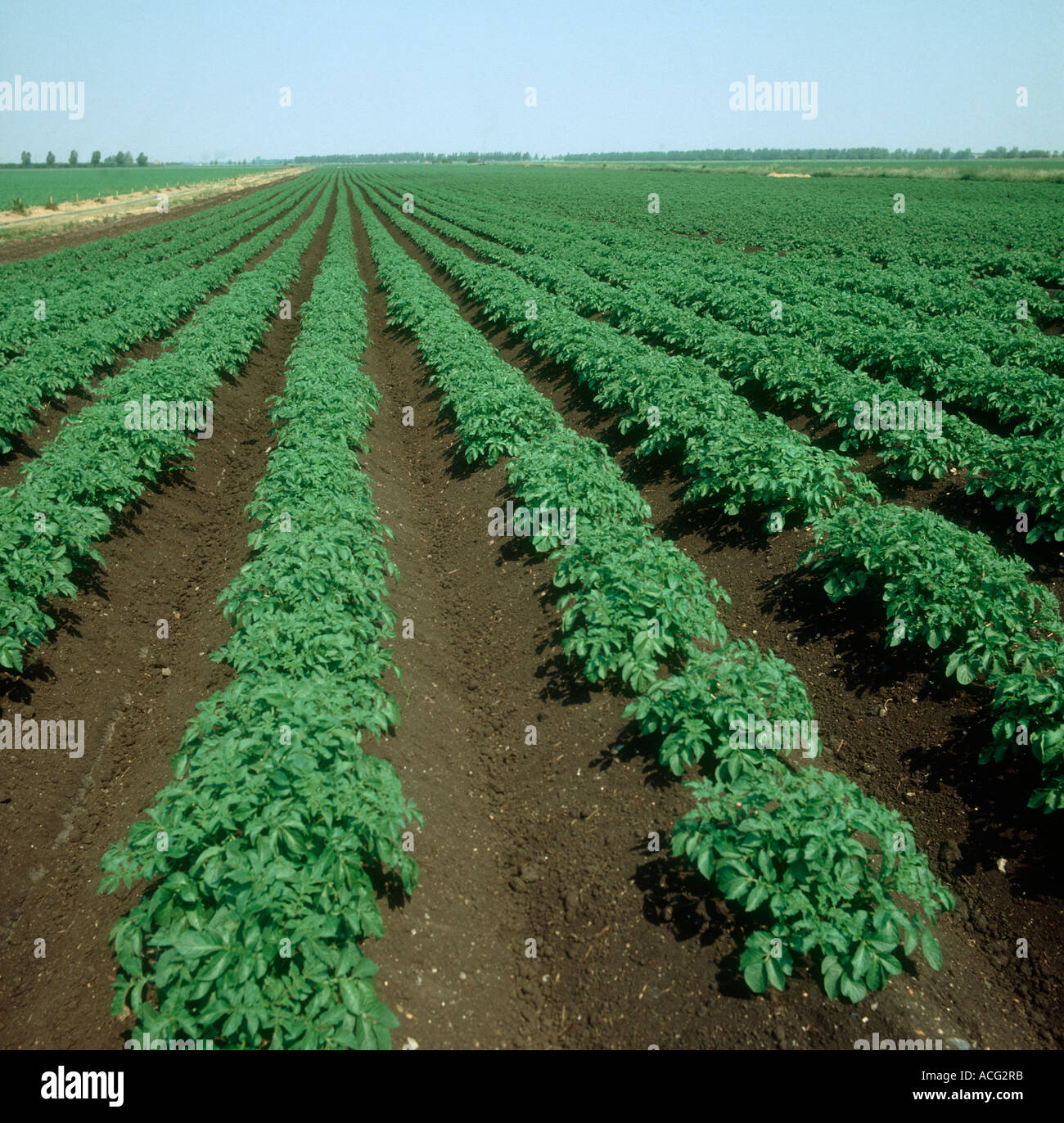 Fenland Kartoffelernte mit dunklen organischer Boden an einem feinen Sommertag Stockfoto