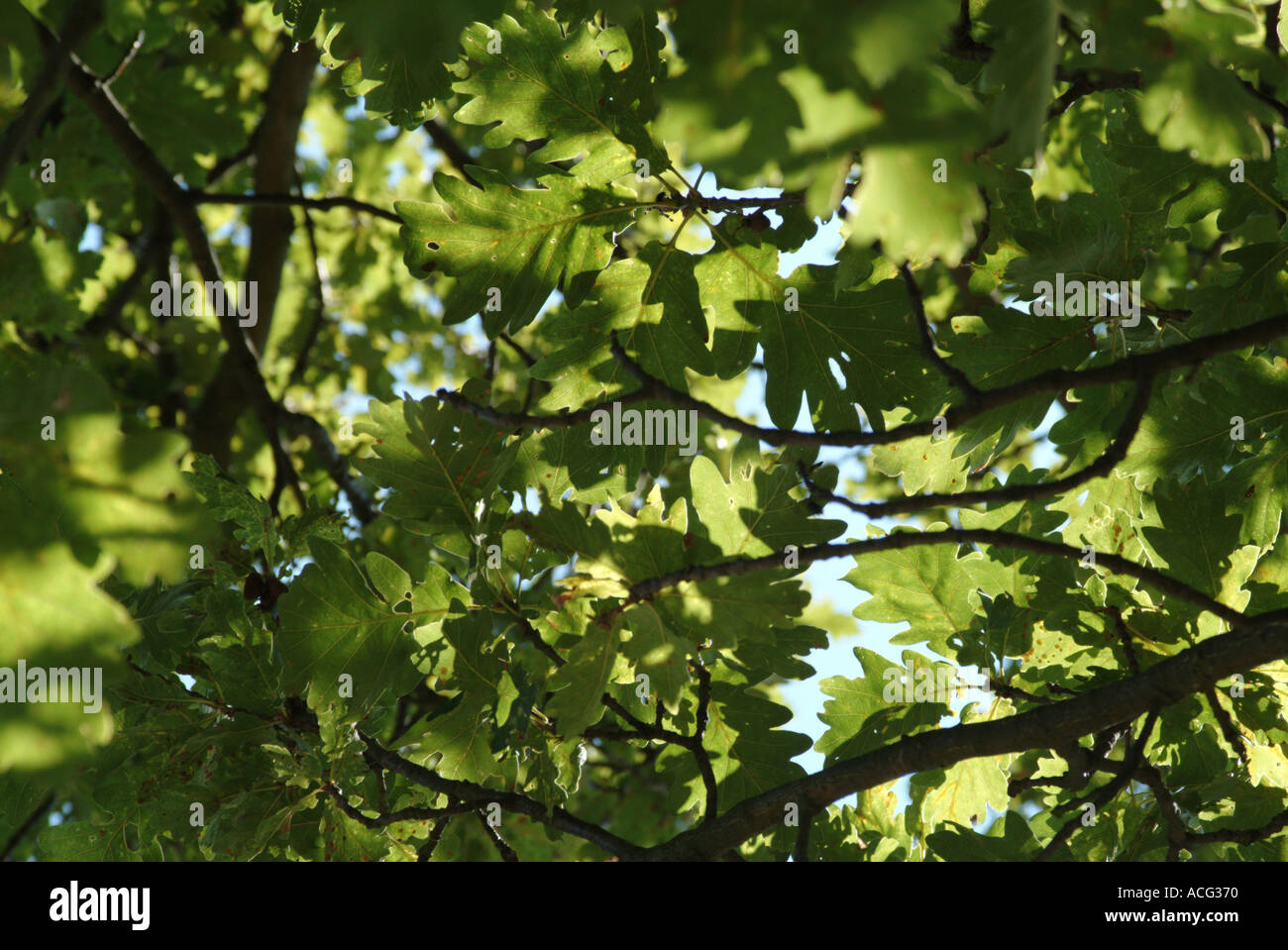 Blätter einer Eiche im Hampsted Heath London Stockfoto