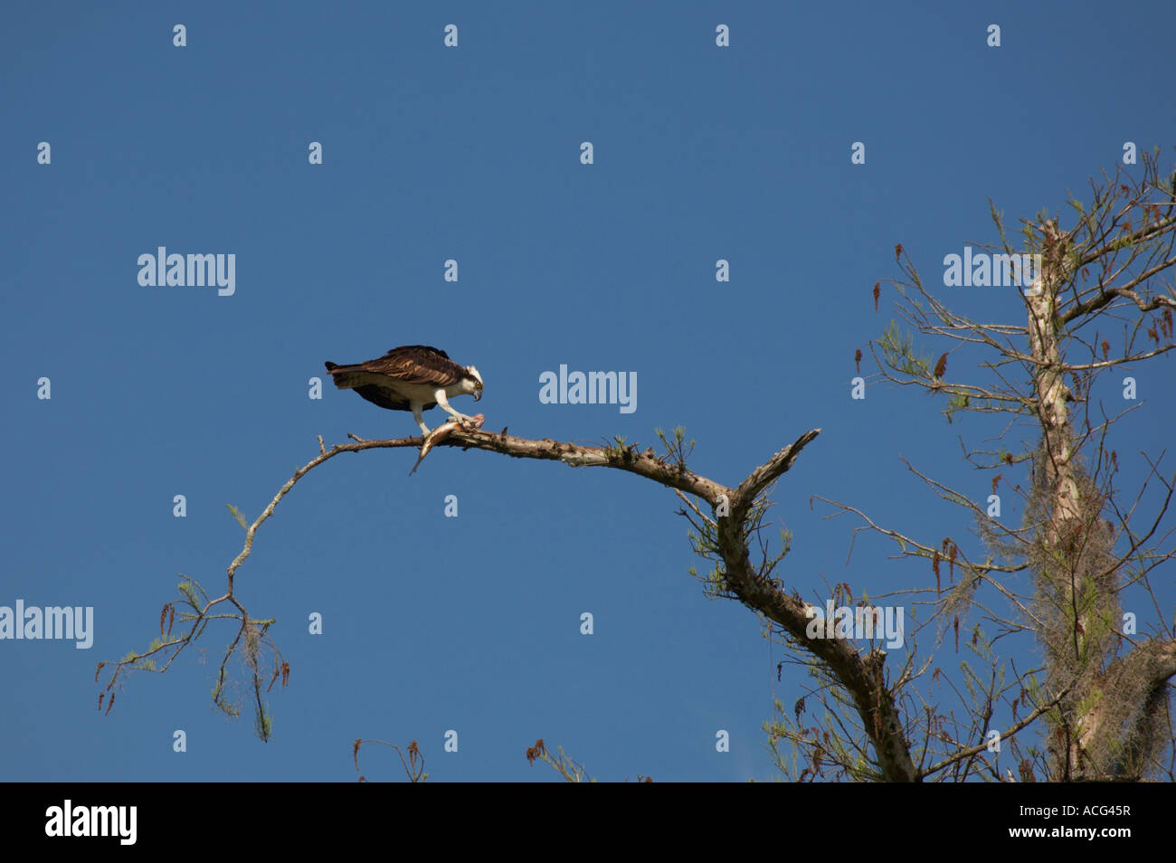 Fischadler Panadion Haliaetus Essen Fisch entlang Turner River Road im Süden Floridas Big Cypress National Preserve Stockfoto