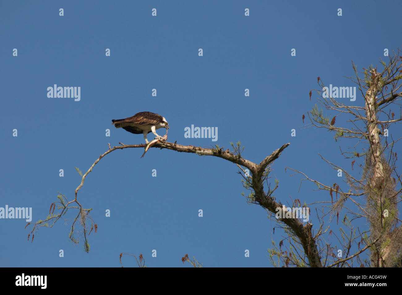 Fischadler Panadion Haliaetus Essen Fisch entlang Turner River Road im Süden Floridas Big Cypress National Preserve Stockfoto