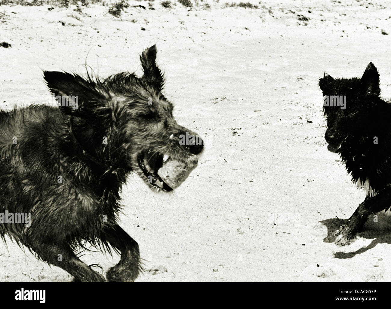 Zwei Hunde am Strand spielen. Stockfoto