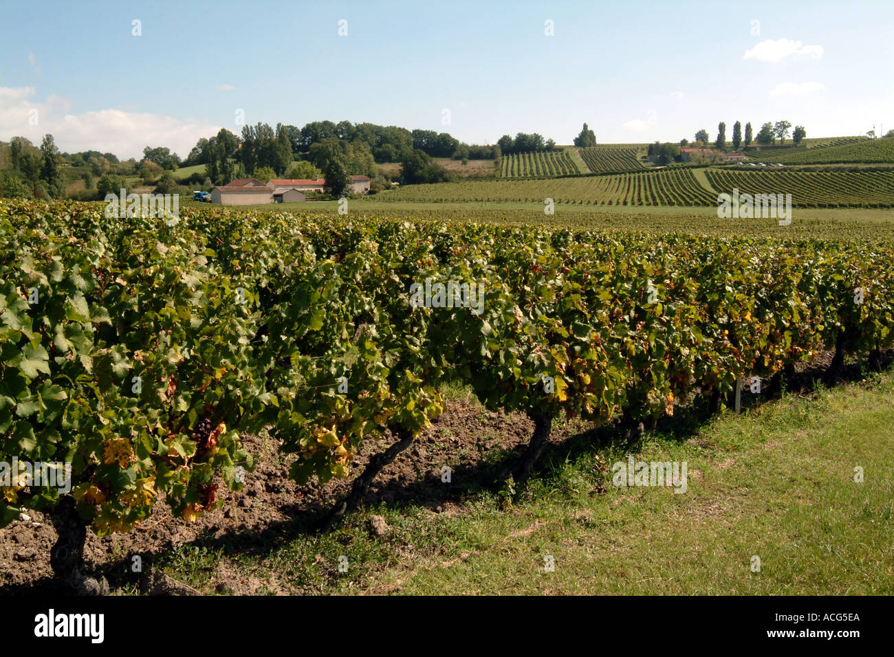 Reben am Pamport in der Nähe von Weinstadt Bergerac Dordogne Region Frankreichs Stockfoto