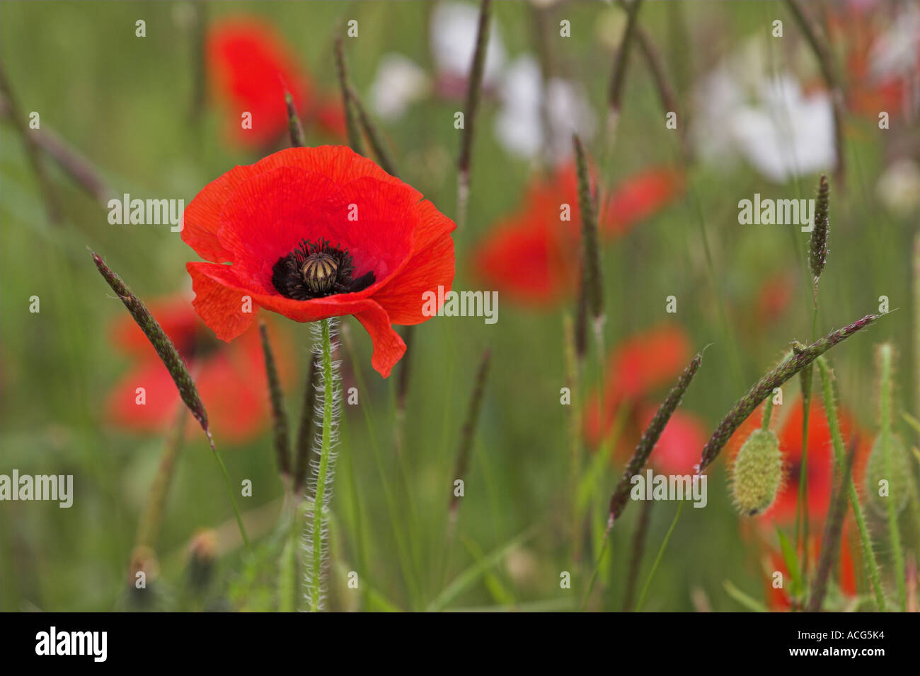 Leuchtend rote Mohn Blumen [Papaver Rhoeas] wächst wie Unkraut auf landwirtschaftlichen Nutzflächen, "close up", England, UK Stockfoto