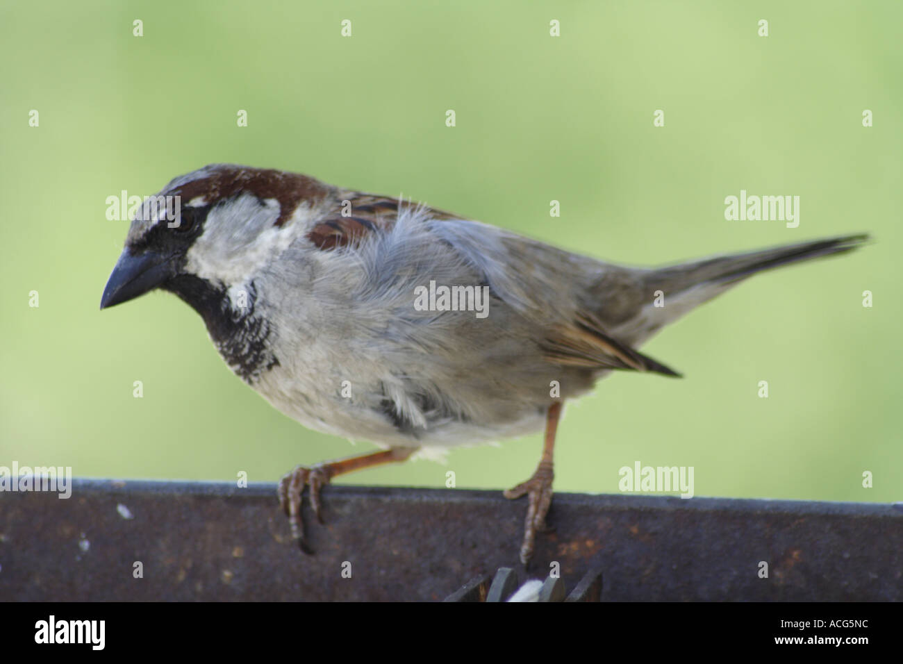 Spatz Stockfoto