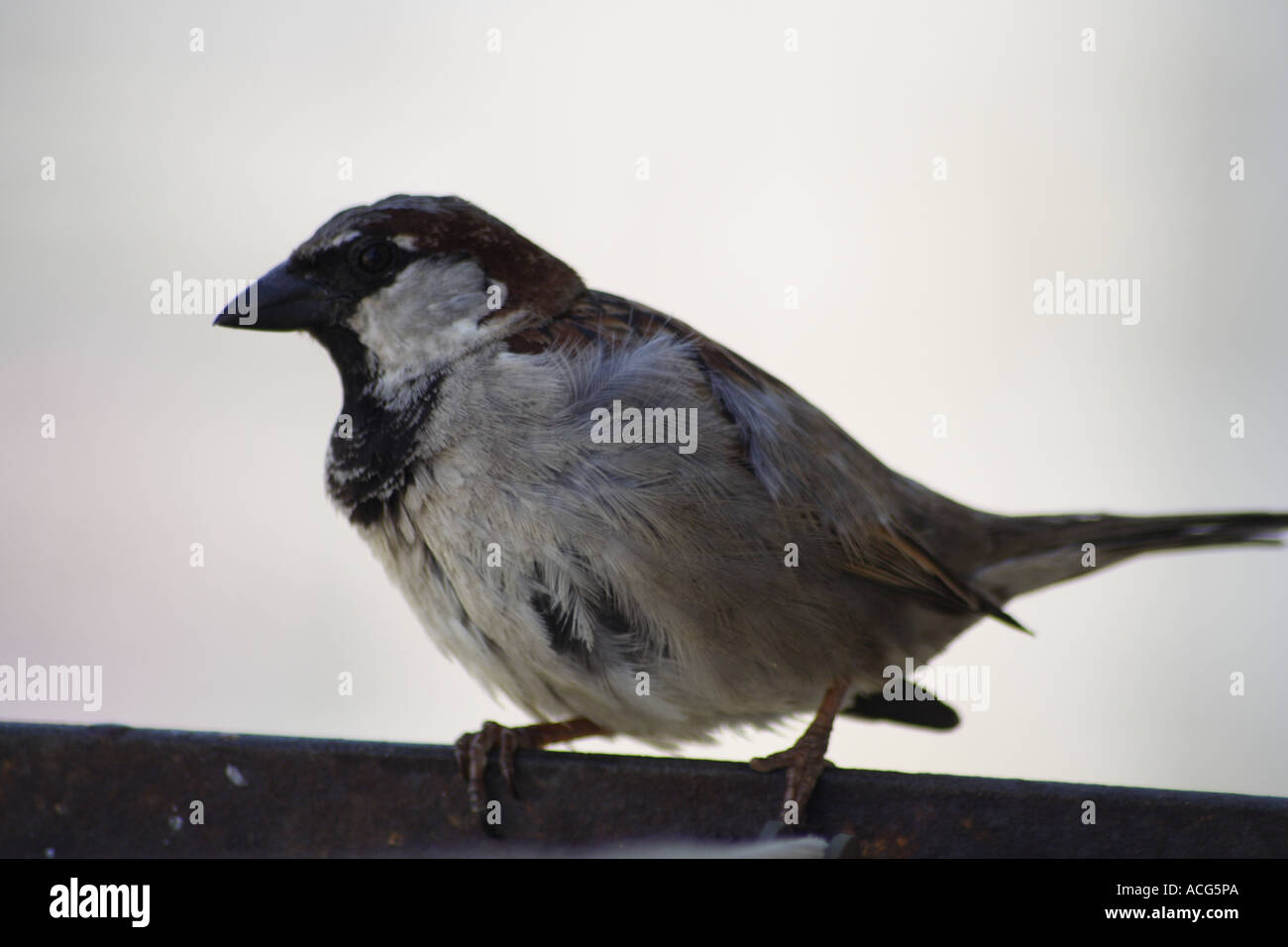 Spatz Stockfoto