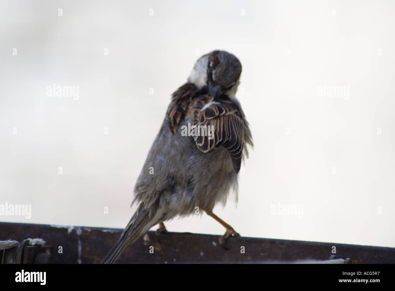 Spatz Stockfoto