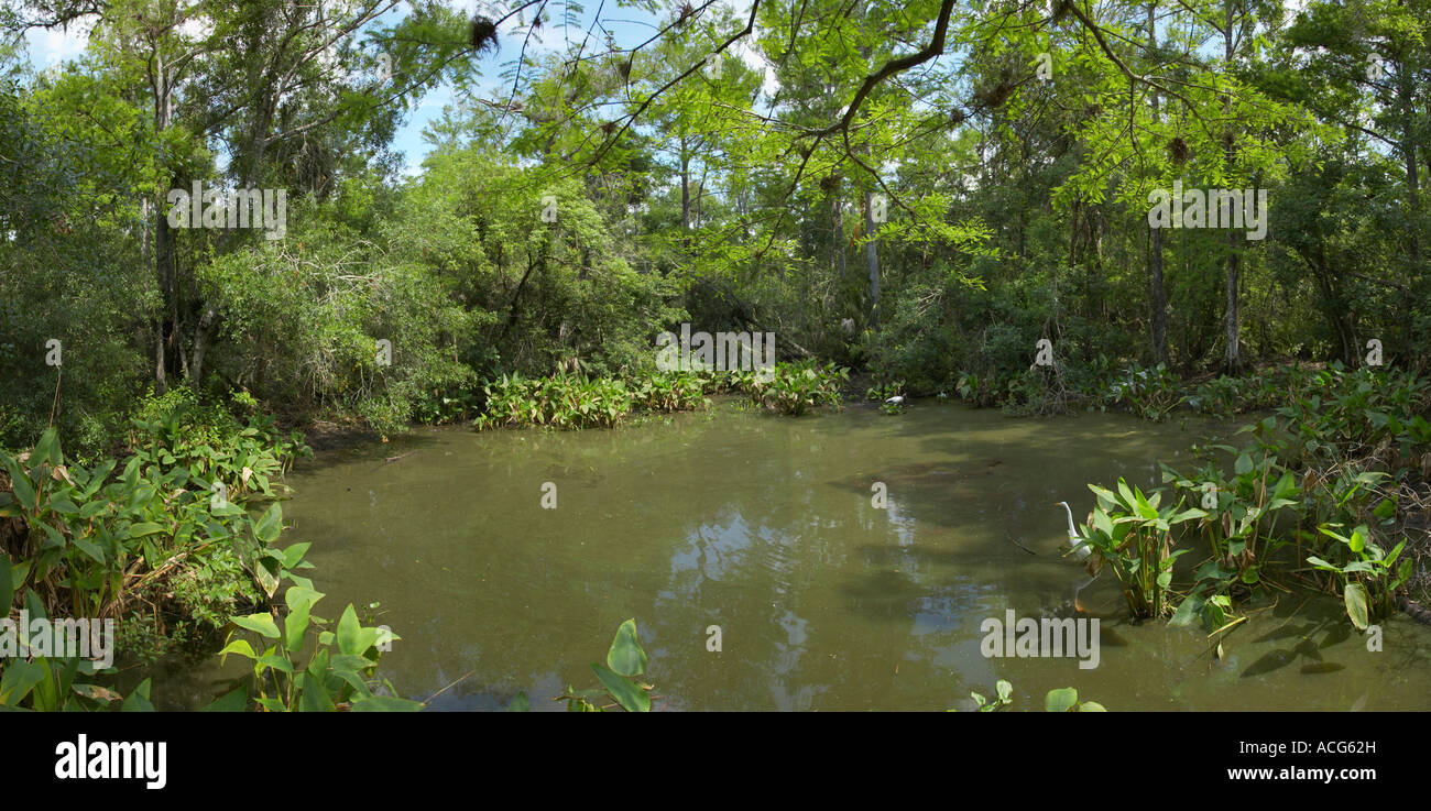 Alligator Teich am Ende des Big Cypress Bend Promenade in Fakahatchee Strand Preserve State Park im Süden Floridas Stockfoto