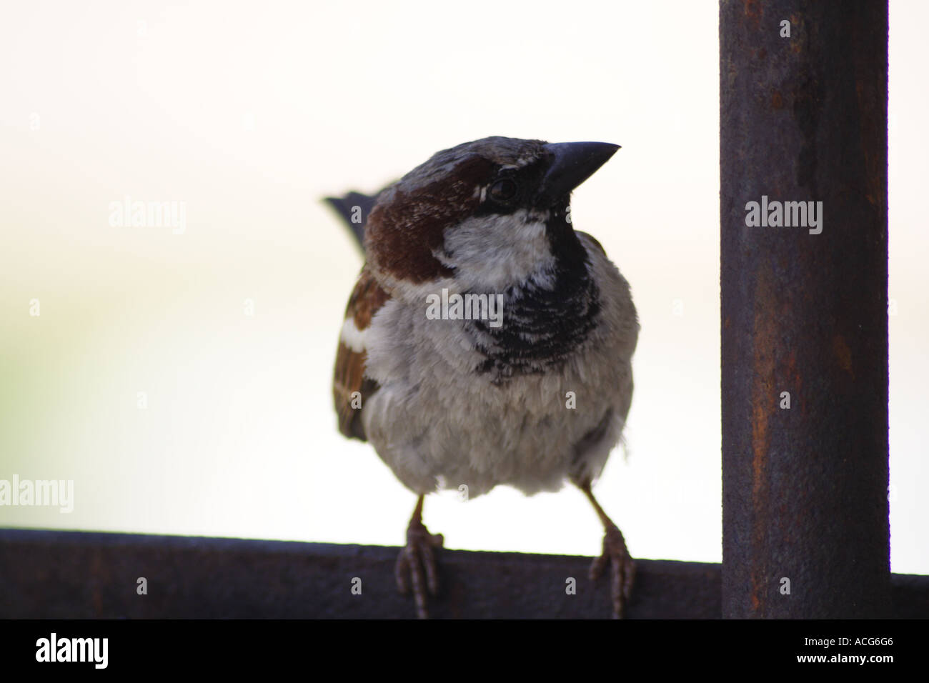 Spatz Stockfoto