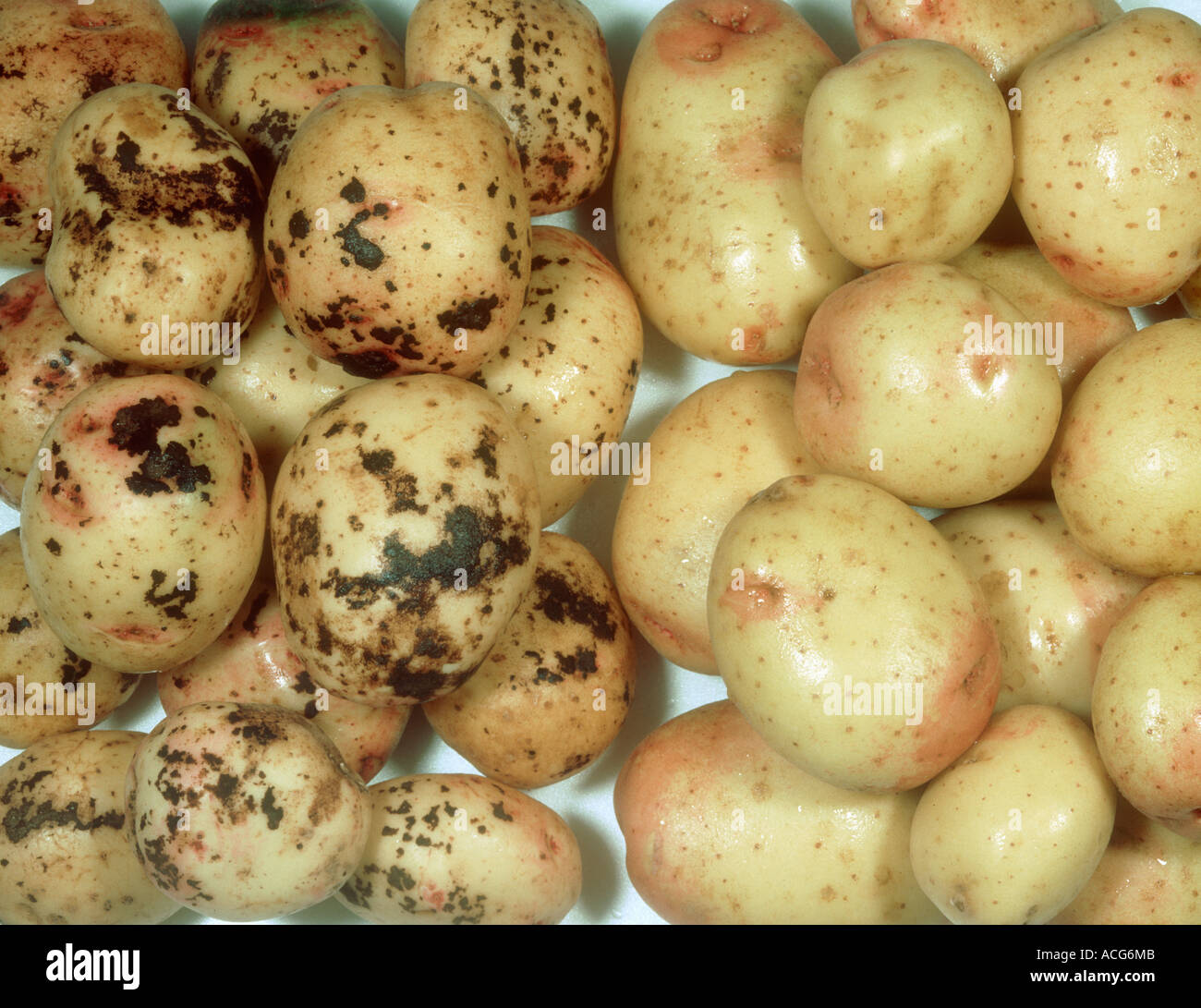 Schwarzer Schorf Rhizoctonia Solani erkrankten geernteten Kartoffeln im Vergleich zu gesunden Stockfoto