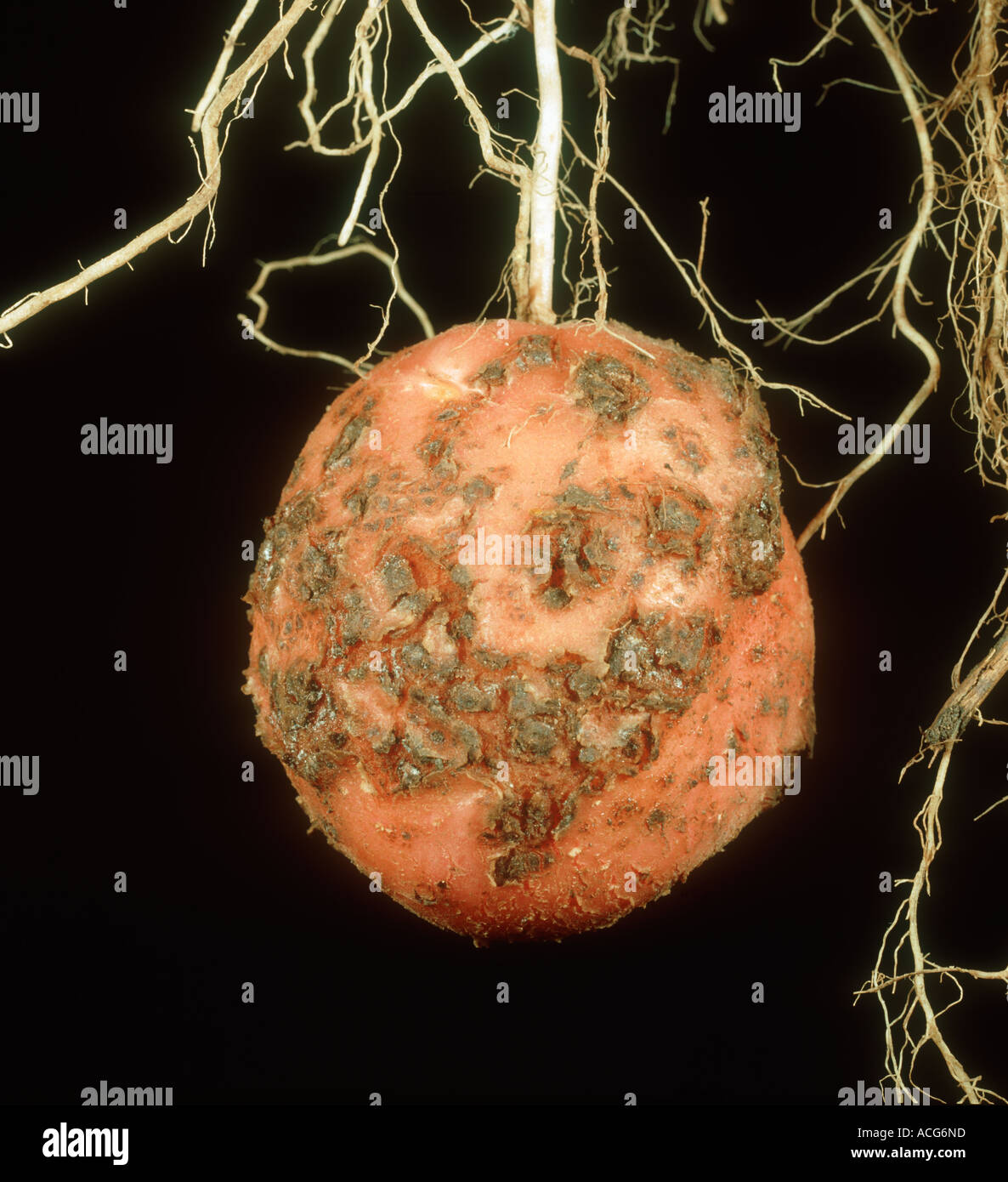 Schorf Streptomyces Scabies auf Desiree Kartoffel an der Pflanze Stockfoto