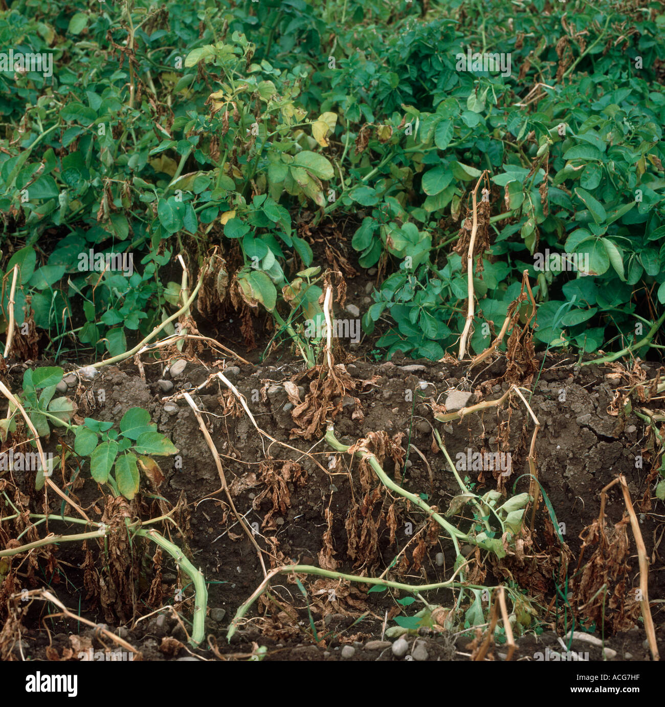Verticillium verwelken Verticillium Albo-Atrum beeinflussen Reifen Kartoffelernte Stockfoto