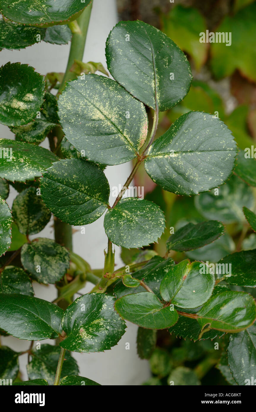 Stieg Leafhopper Edwardsiana Rosae Schaden auf Rosenblättern Stockfoto