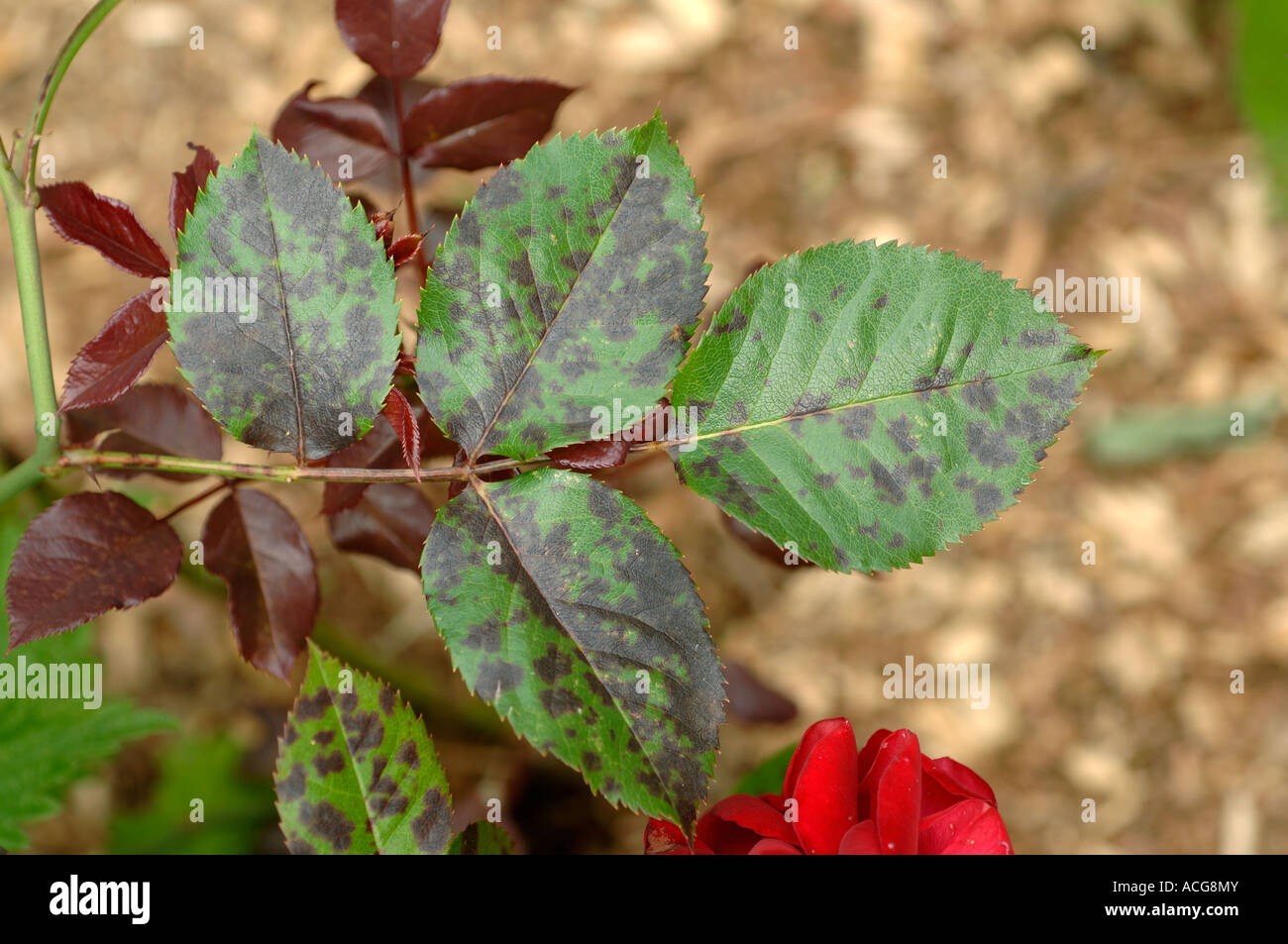 Stieg der Blackspot Diplocarpon Rosae Blattflecken auf Rosenblättern Stockfoto
