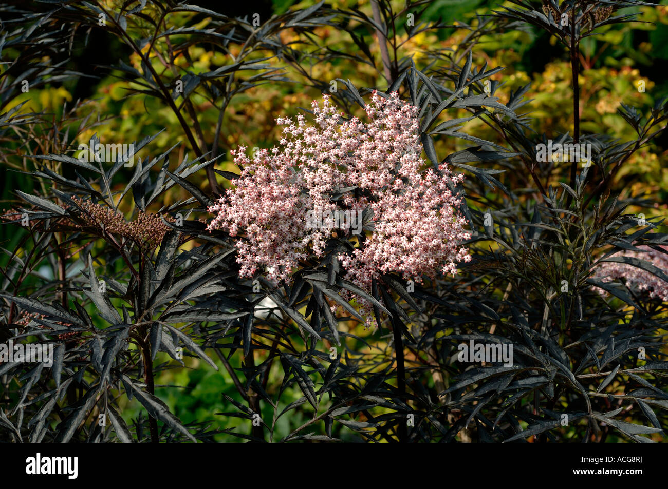 Sambucus Nigra Black Lace rosa Holunderblüten mit feinen schwarzen Laub Stockfoto