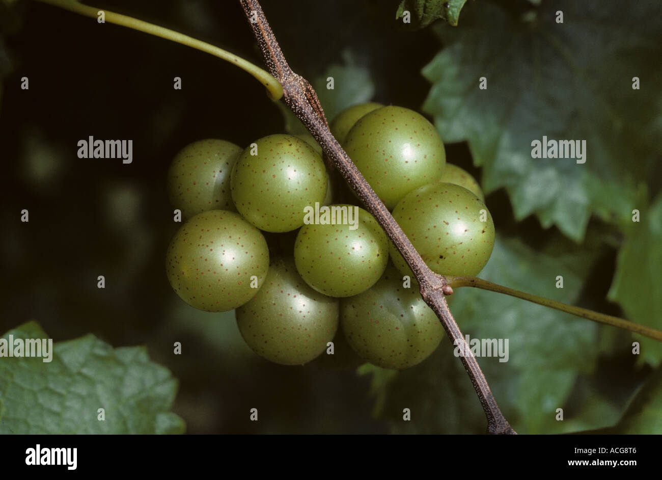 Kleine Bündel von Muscadine Trauben Stockfoto
