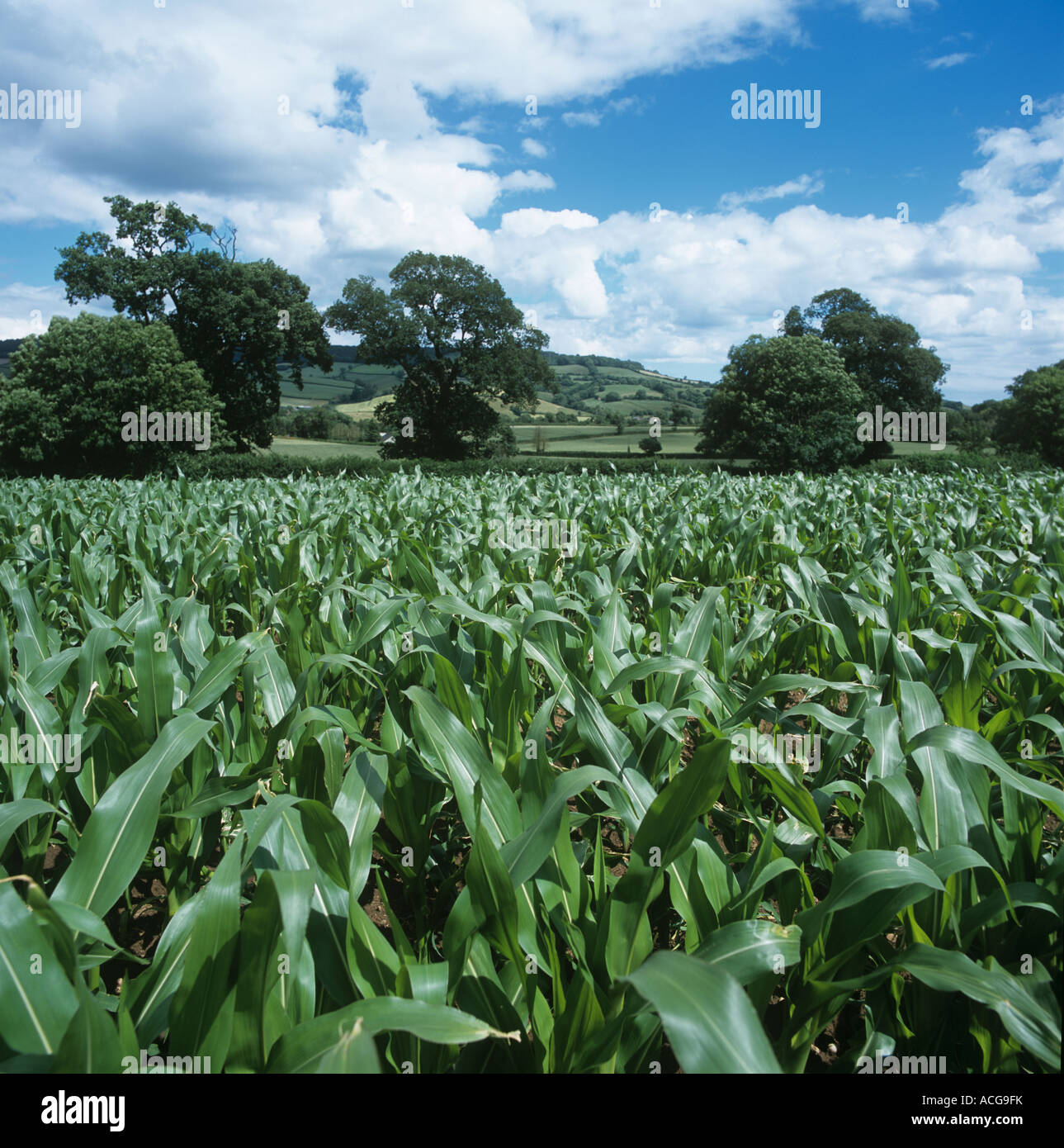 Junger Mais-Ernte auf strahlenden Sommertag in Devon Stockfoto