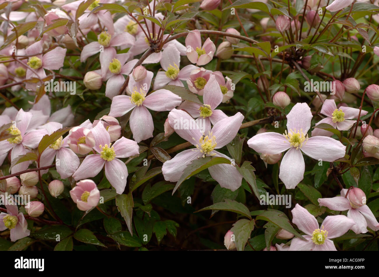 Clematis Montana Elizabeth Blumen auf einem Garten Bergsteiger Stockfoto