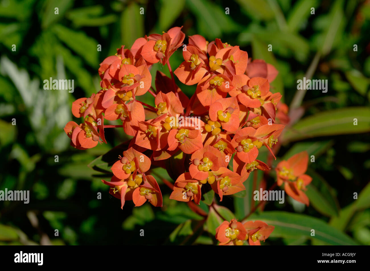 Blumen von Euphorbia Griffithii Fireglow Stockfoto