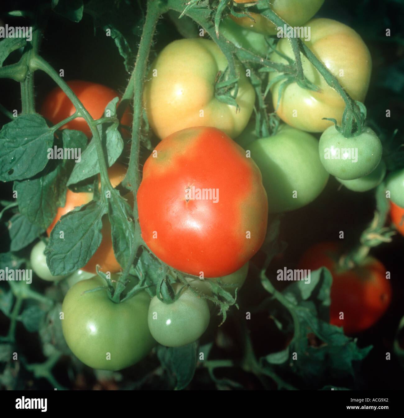 Fleckige Farbe auf Tomatenfrucht verursacht durch ungleichmäßige Reifung Stockfoto