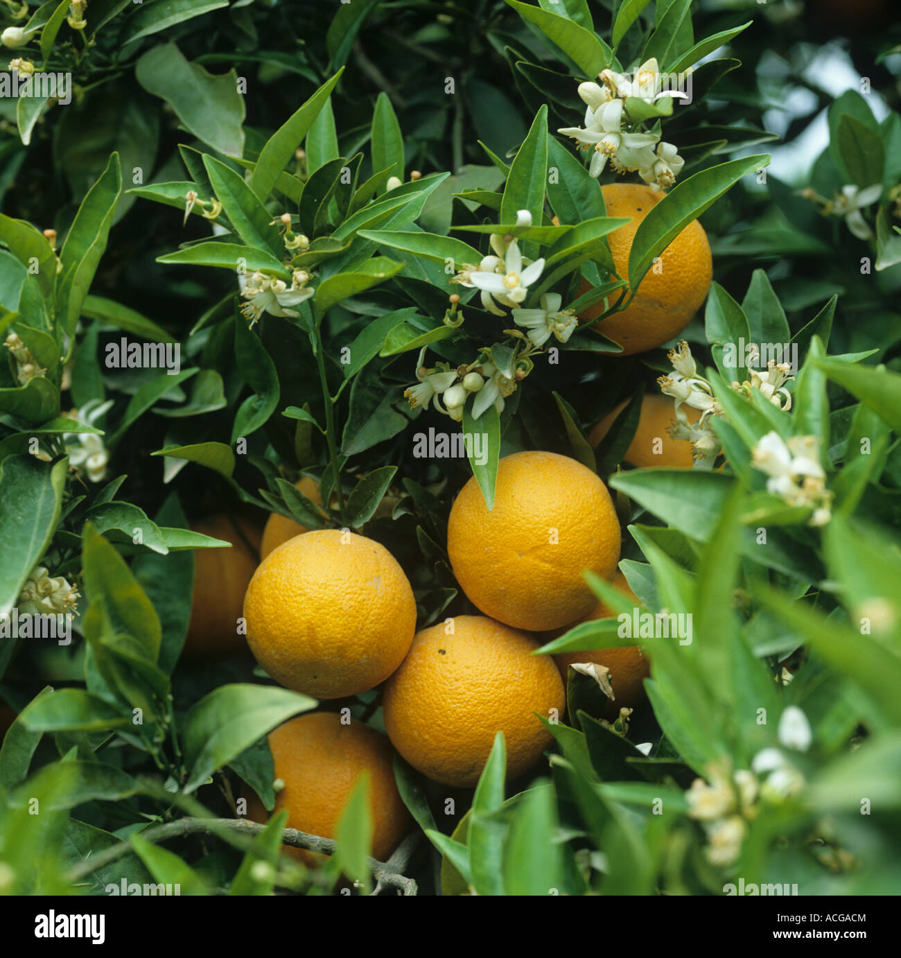 Reife orange Früchte mit Blumen auf dem Baum spät in der Saison in Valencia, Spanien Stockfoto