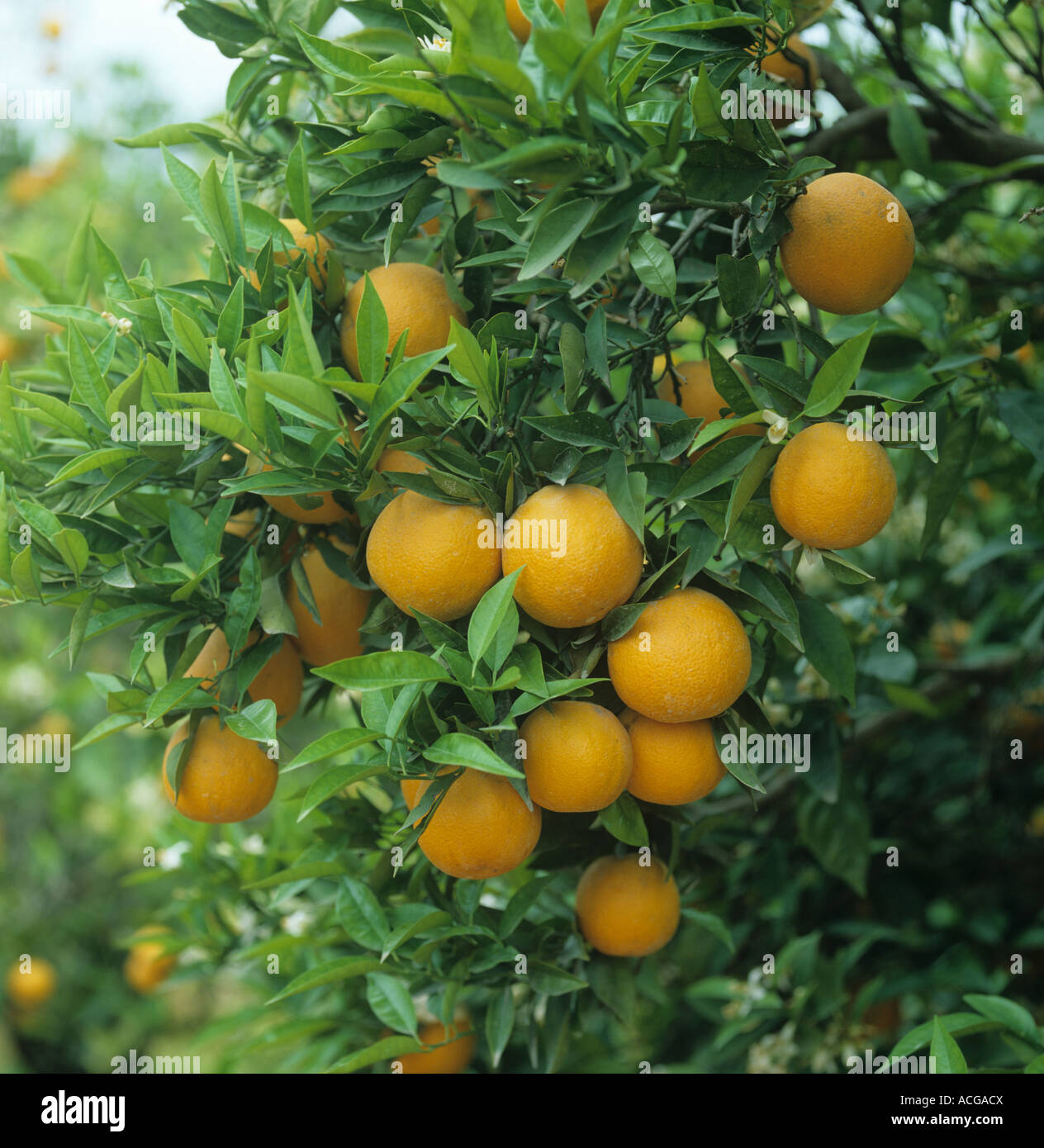 Orange Frucht Sorte Navelina auf dem Baum Valencia, Spanien Stockfoto