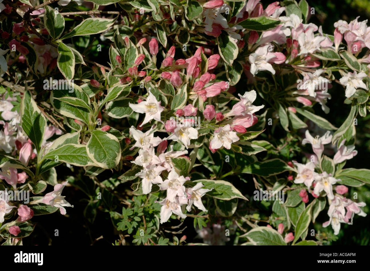 Weigela Florida Variegata Stockfotos und bilder Kaufen Alamy